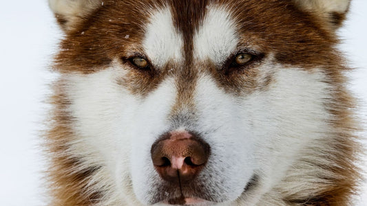 Comment empêcher un chien d'aboyer excessivement ?