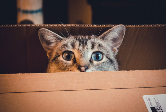 Pourquoi mon chat se met-il dans les cartons ?