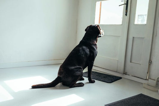 Comment entraîner un chien à rester seul à la maison sans stress ?