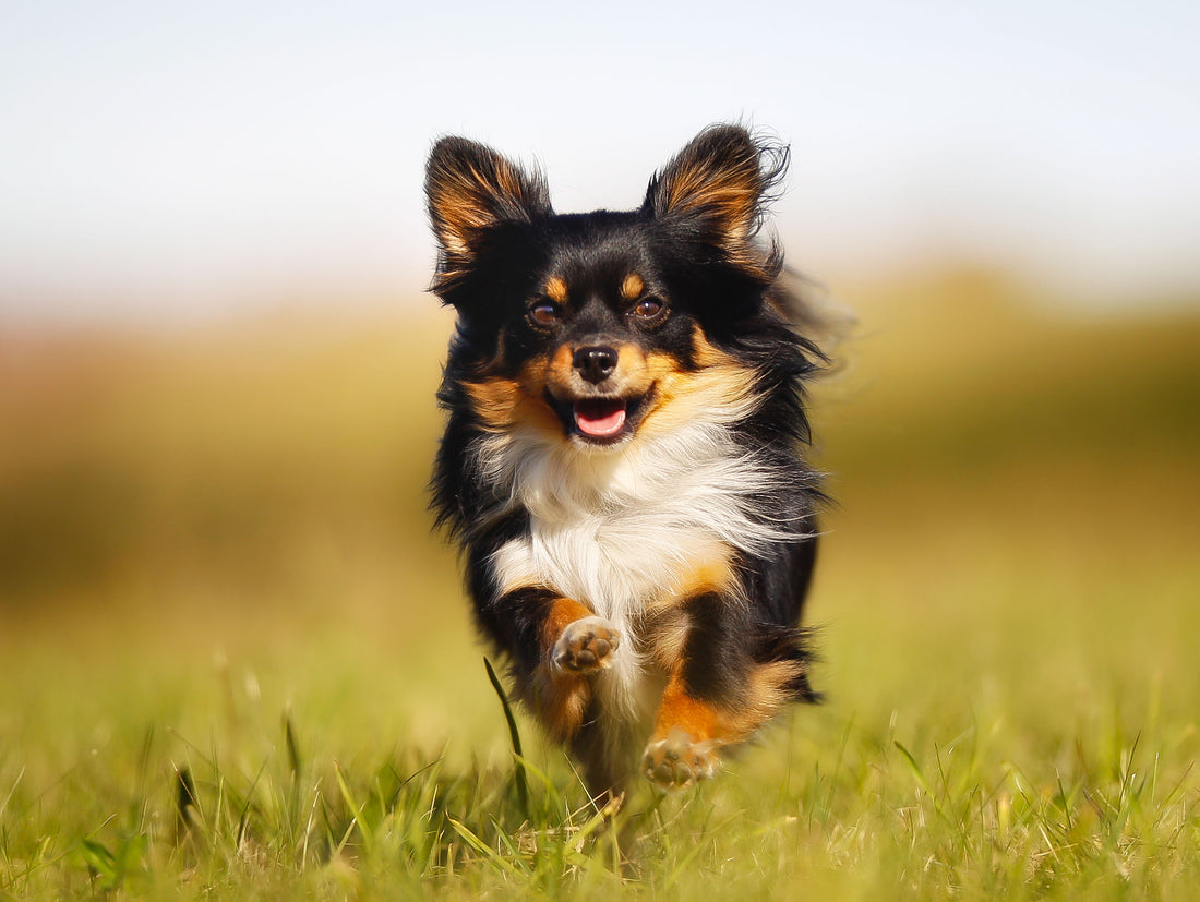 Les 10 meilleurs exercices pour un chien actif
