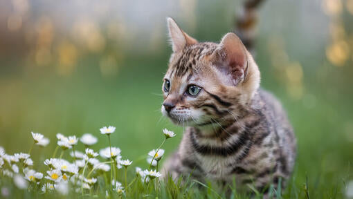 Qu'est-ce que les chats n'aiment pas ?