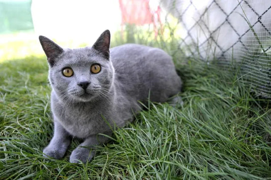 Pourquoi mon chat me regarde-t-il bizarrement ?