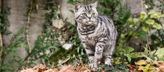 Pourquoi mon chat ne miaule-t-il pas souvent ?