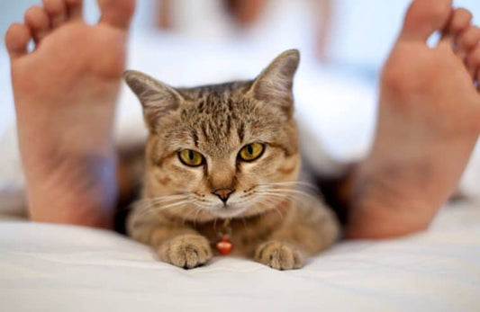 Pourquoi mon chat me lèche-t-il les pieds ?