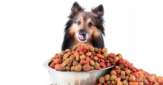 Quelles sont les meilleures croquettes pour chien ?