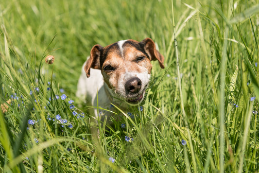 Pourquoi les chiens mangent-ils de l’herbe ?