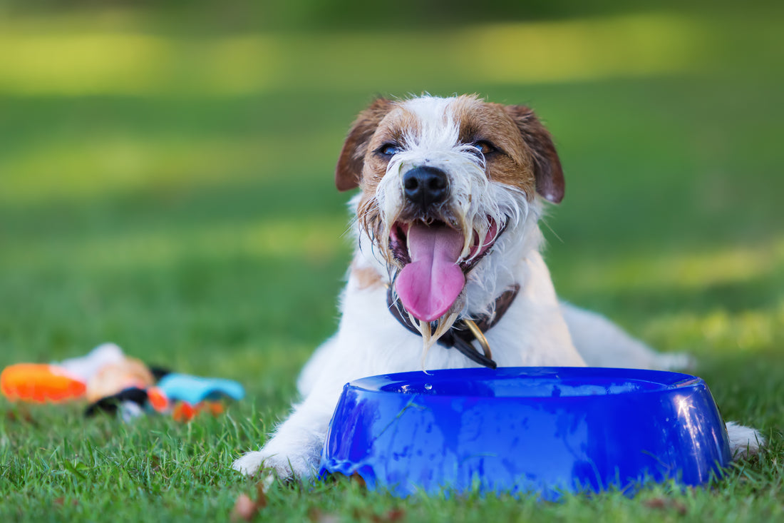 Comment rafraîchir un chien quand il fait chaud ?