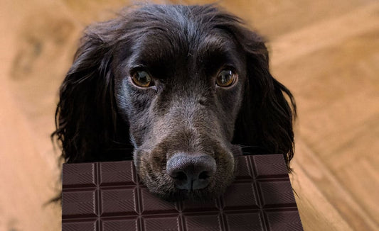 Pourquoi le chocolat est-il mauvais pour les chiens ?