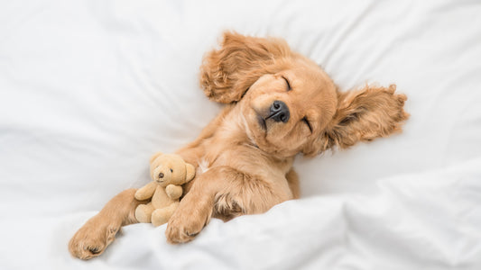 Combien de temps dort un chien ?