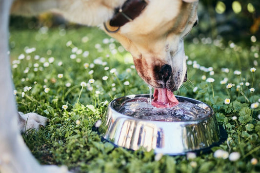 Est-ce que je peux donner de l’eau gazeuse à mon chien ?