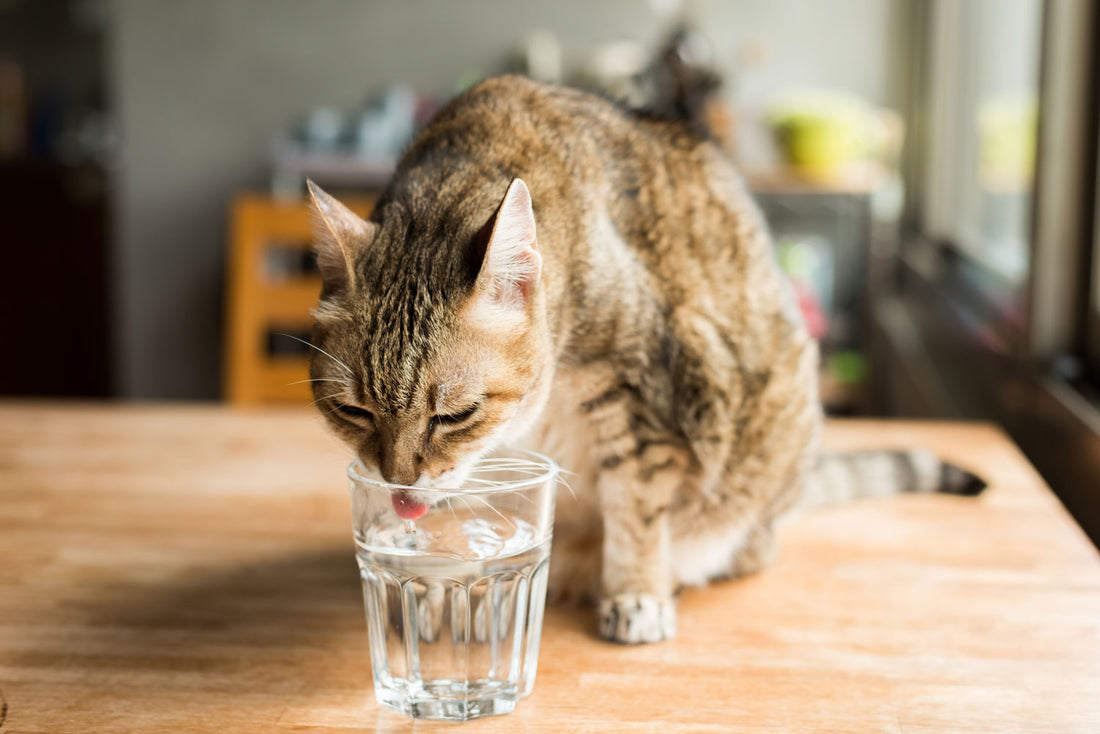 Est-ce que je peux donner de l’eau gazeuse à mon chat ?