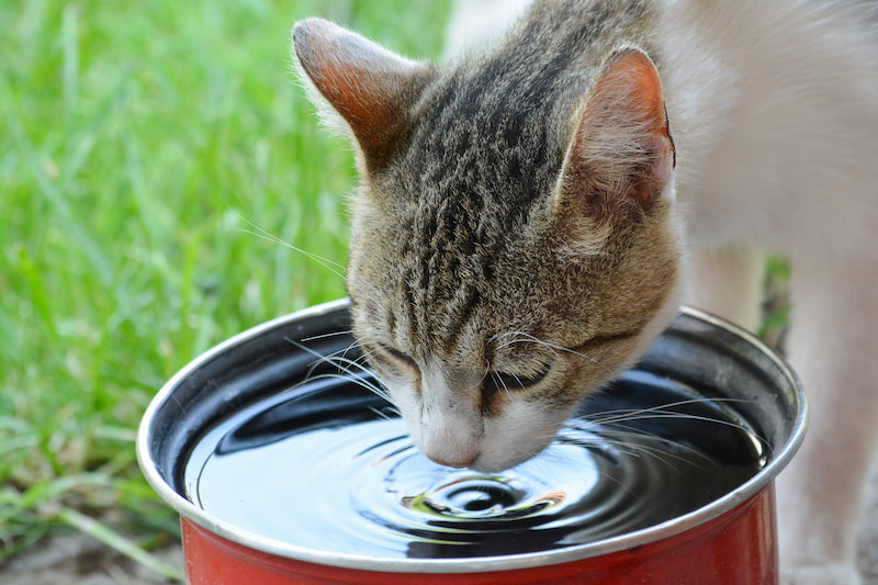 Est-ce que je peux donner du jus à mon chat ?