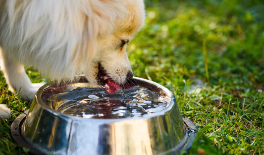 Est-ce que je peux donner du Coca à mon chien ?