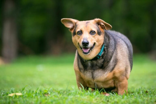 Pourquoi mon chien est-il gros ?