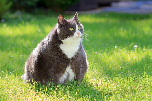 Pourquoi mon chat est-il gros ?