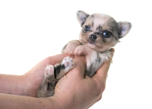 Pourquoi mon chien ne s'occupe-t-il pas de ses petits ?