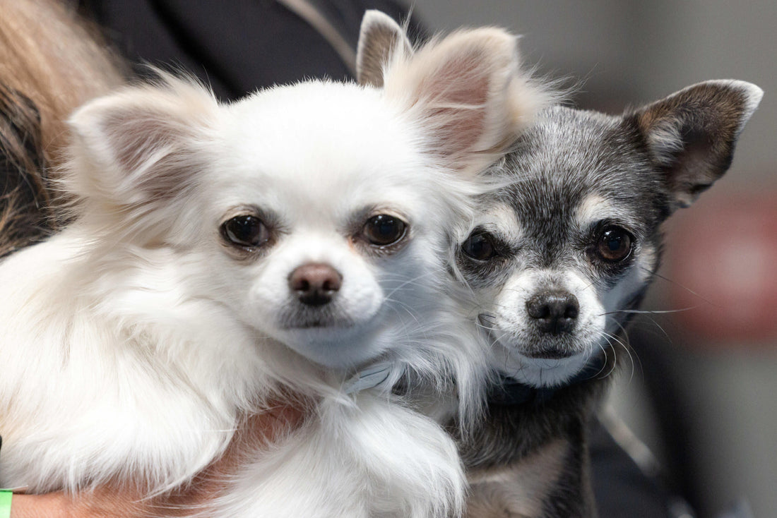 Quelles sont les races de chiens adaptées à la vie en appartement ?