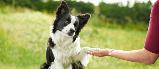 10 Etapes pour bien dresser son chien