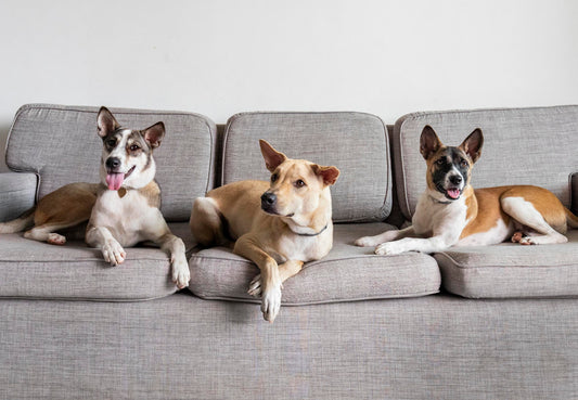 Comment entrainer un chien à la propreté ?