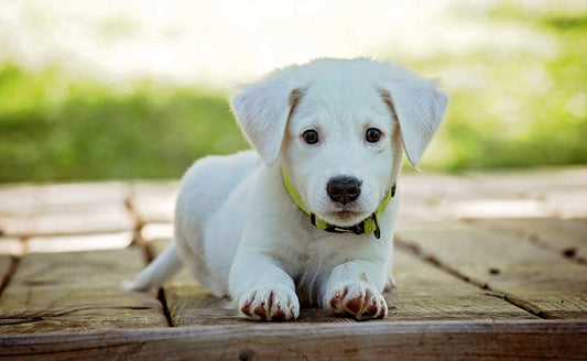 Quelle est la meilleure alimentation pour votre chien ?