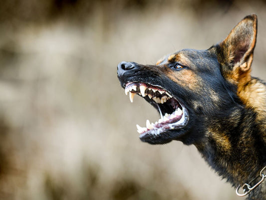 Pourquoi mon chien aboie-t-il constamment ?