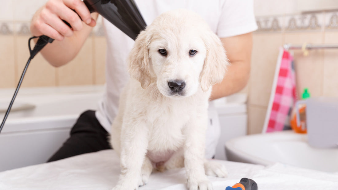 Comment prévenir les puces et les tiques chez les chiens ?