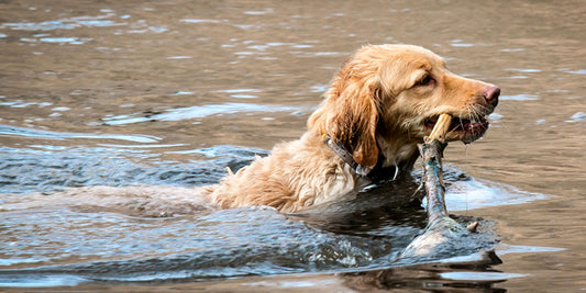 Comment aider un chien à surmonter sa peur de l'eau ?