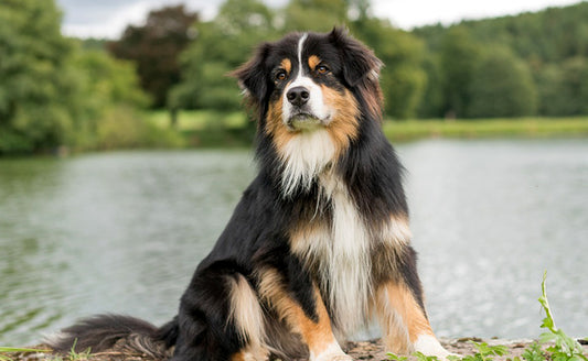 Quels sont les signes d'un âge avancé chez les chien ?