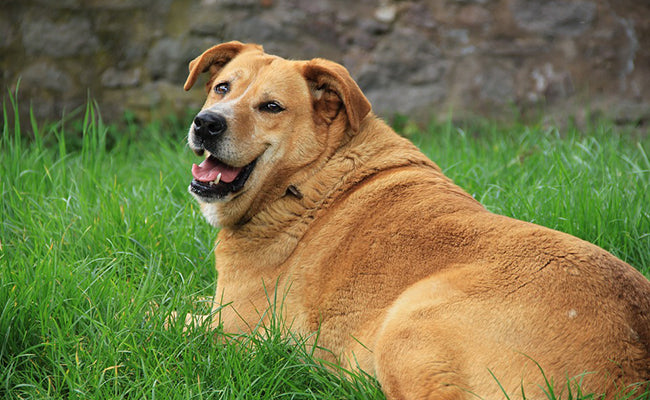 Comment prévenir de la suralimentation ou de l'obésité canine ?