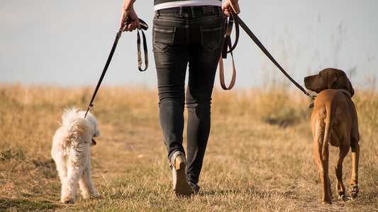 Comment choisir le bon collier ou harnais pour mon chien ?