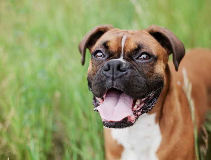 Quels sont les signes de détresse respiratoire chez un chien ?
