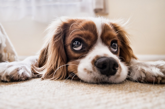 Comment gérer l'anxiété des chiens ?