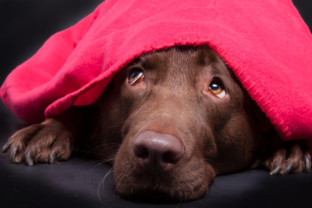 Comment aider un chien à surmonter sa peur des feux d'artifice ?