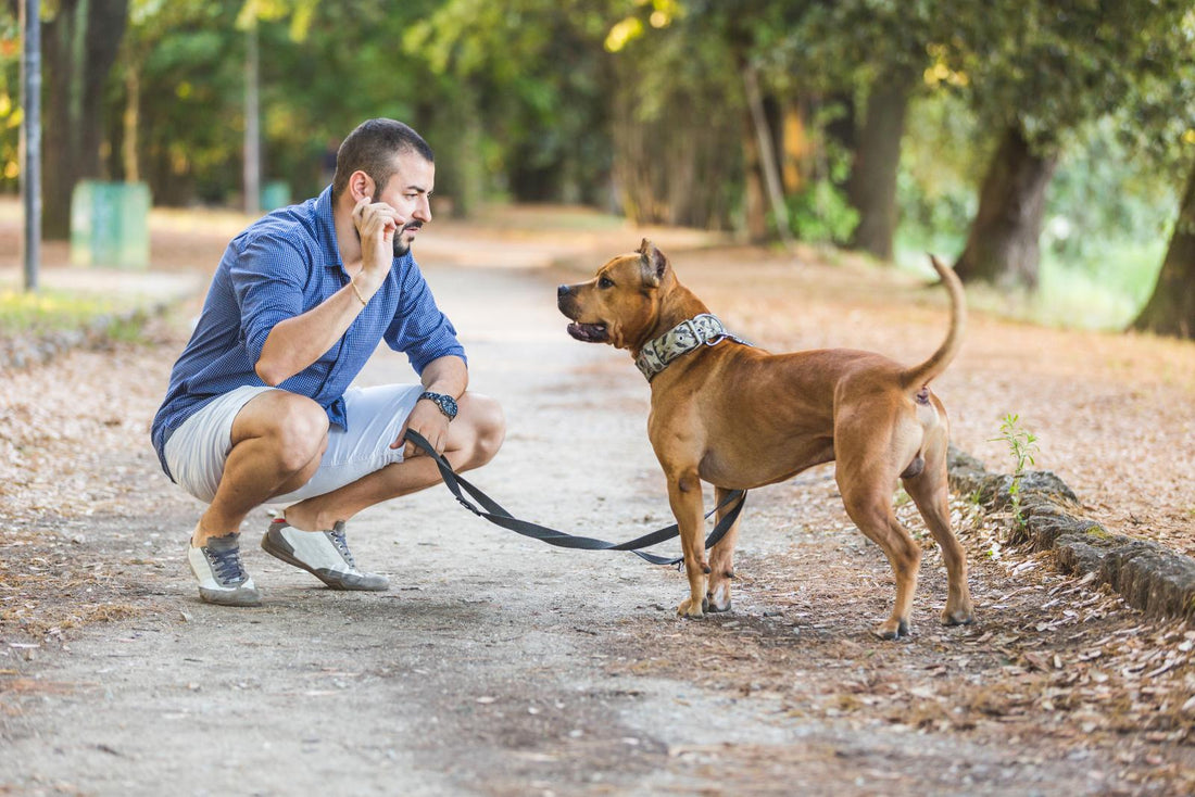 Les 10 Etapes pour entraîner un chien à marcher sans tirer en laisse