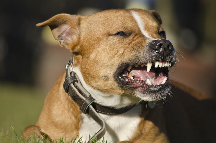 Comment identifier et prévenir le comportement agressif d'un chien ?