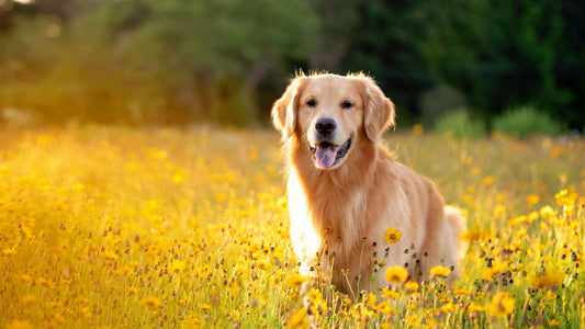 Quels sont les aliments dangereux pour les chiens ?