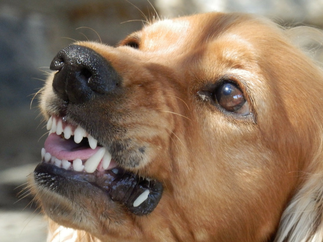 Comment faire face à l'agressivité chez les chiens ?