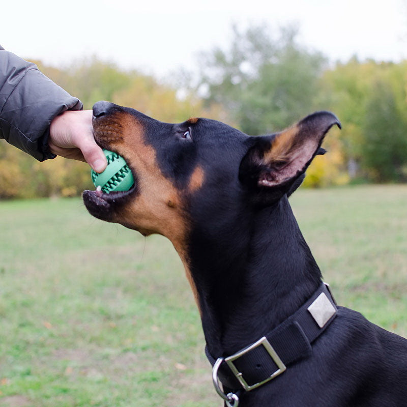 Comment choisir le bon jouet à macher pour mon chien ?