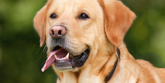 10 raisons possibles derrière l'aboiement excessif d'un chien