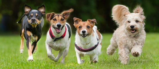 Quelle est la meilleure façon d'introduire un nouveau chien dans un foyer avec d'autres animaux ?