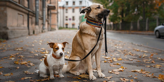 Comment entrainer son chien à obéir aux commande de base ?