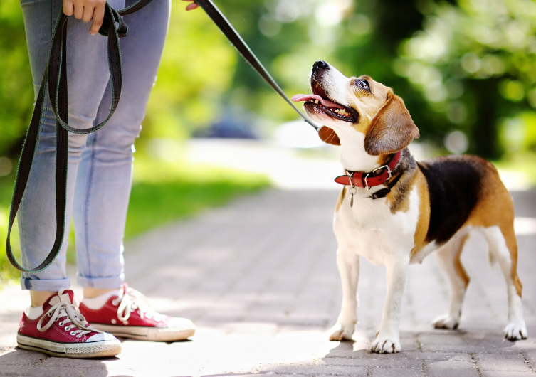 Quelle est la meilleure méthode pour promener son chien en laisse ?
