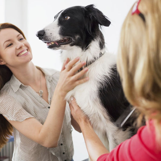 Quelles sont les meilleures méthodes pour socialiser un chien ?