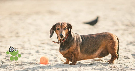 Quels sont les signes de stress chez le chien ?