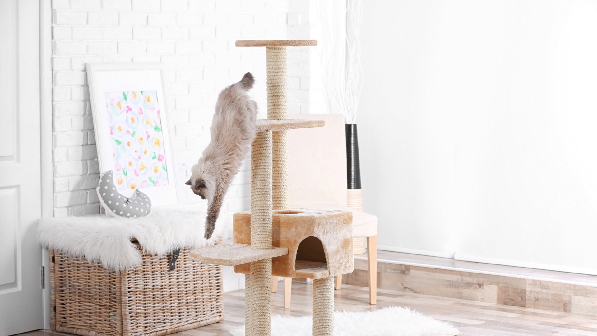 The Cat Scratching Post in All Its Forms