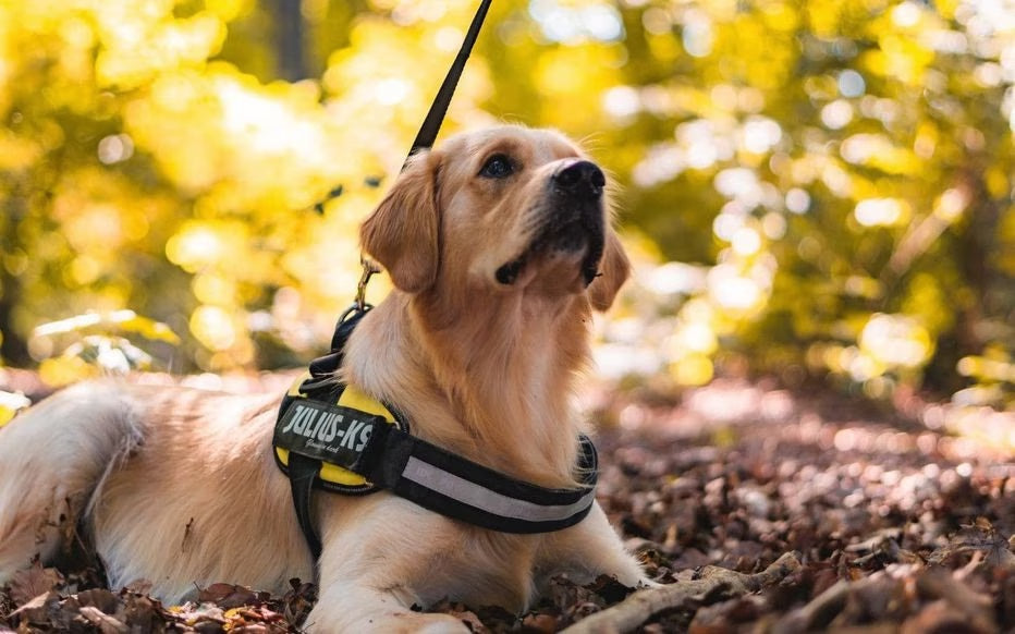 Designer Harnesses, for Small and Large Dogs