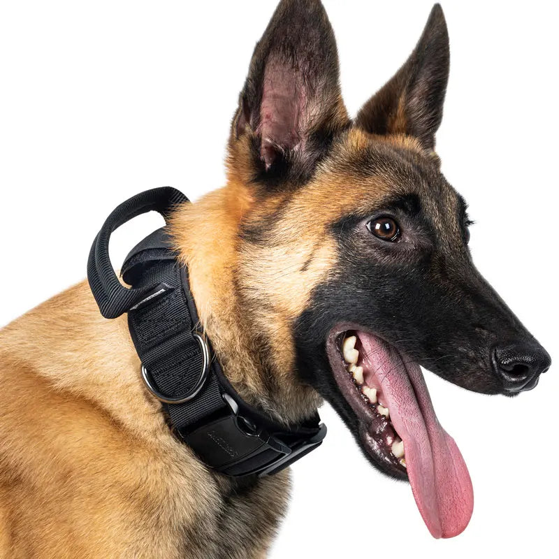 Robust nylon collar with handle and metal buckle - resistance tested - 3 colors