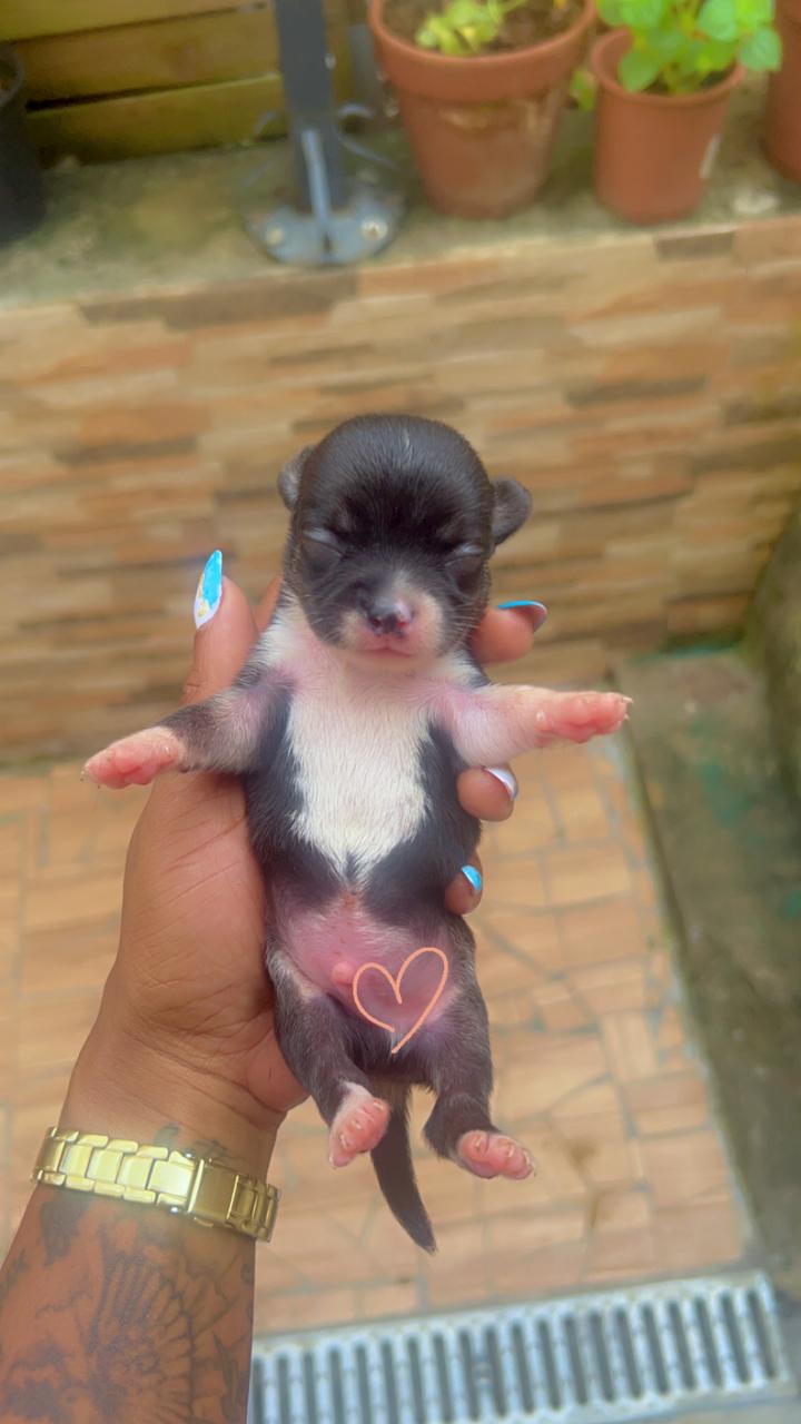 Bébés chihuahuas à Vendre