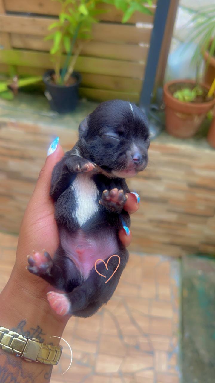 Bébés chihuahuas à Vendre