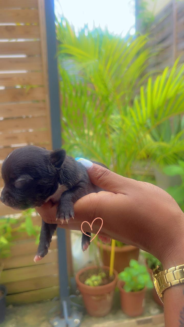 Bébés chihuahuas à Vendre